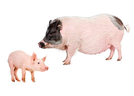 Психология евангельской притчи о стаде свиней